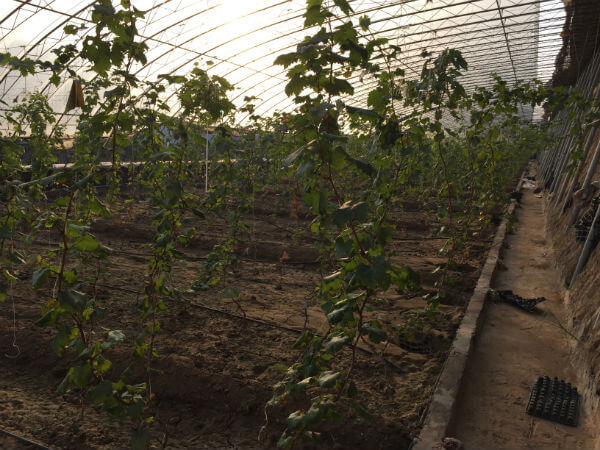 農(nóng)業(yè)園區(qū)內(nèi)部環(huán)境