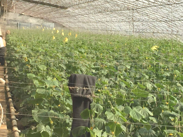 農(nóng)業(yè)園區(qū)環(huán)境